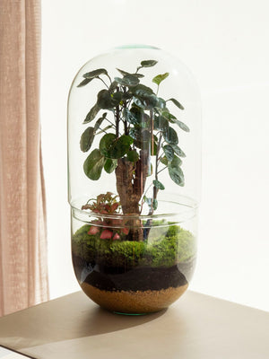 Midori Pol - Omotesandō Plants