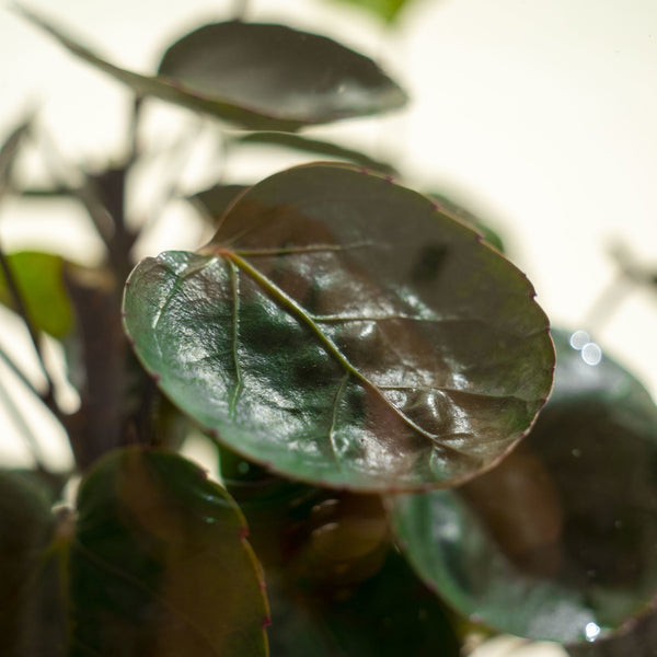 Midori Pol - Omotesandō Plants