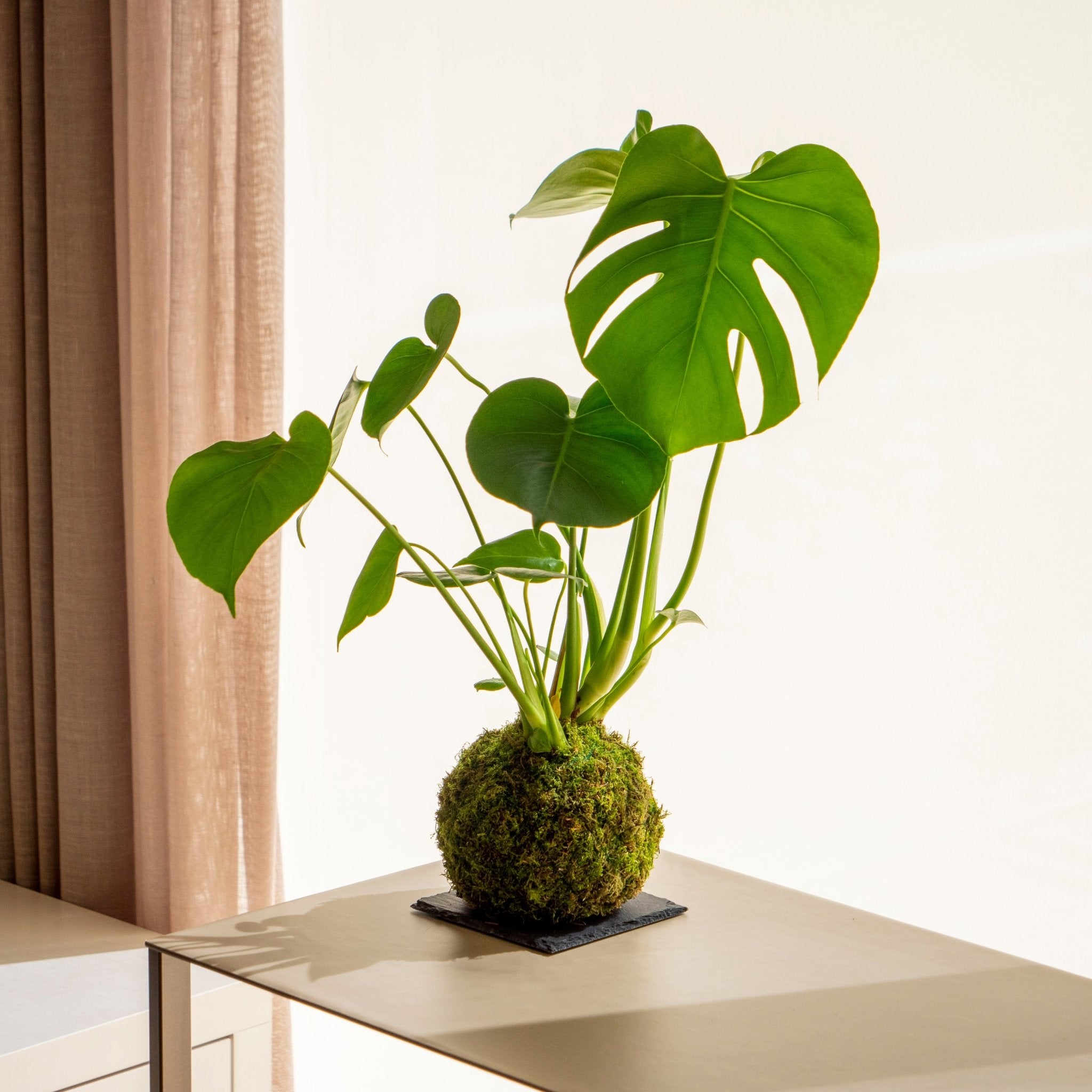 kokedama monstera Monstera Kokedama · Buy online · Omotesandō Plants
