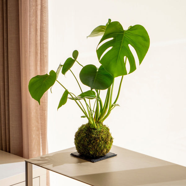 Monstera Kokedama - Omotesandō Plants