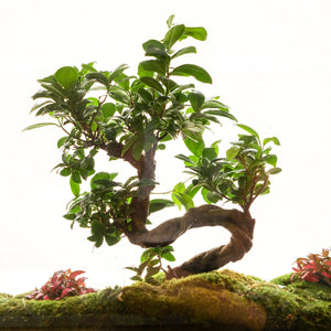 Monteverde - Omotesandō Plants