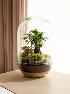 Natura Ookii - Omotesandō Plants