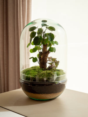 Natura Pol - Omotesandō Plants