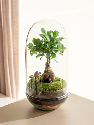 Natura Tropic - Omotesandō Plants