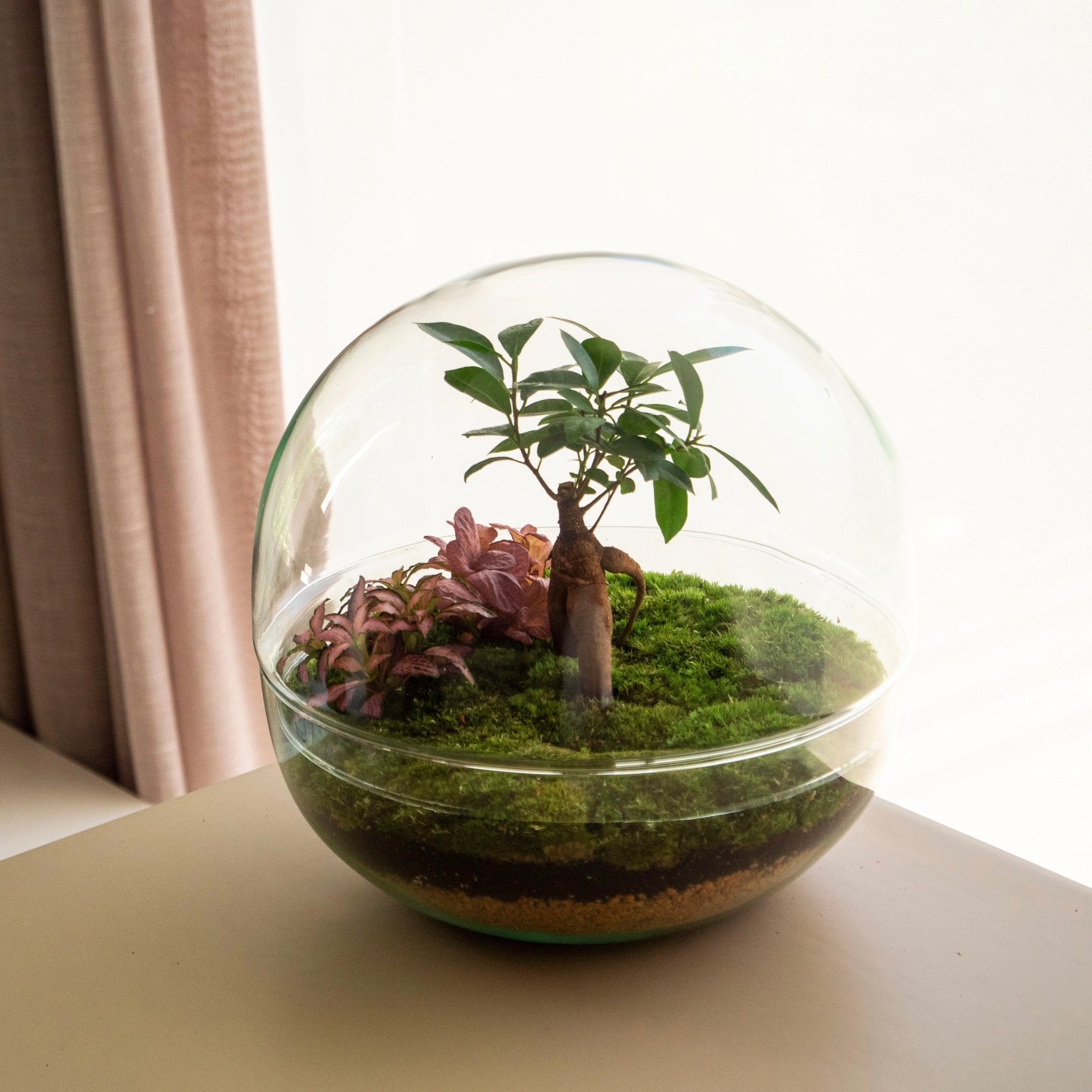 Oasis Mini-Garden in a bowl  Omotesandō – Omotesandō Plants