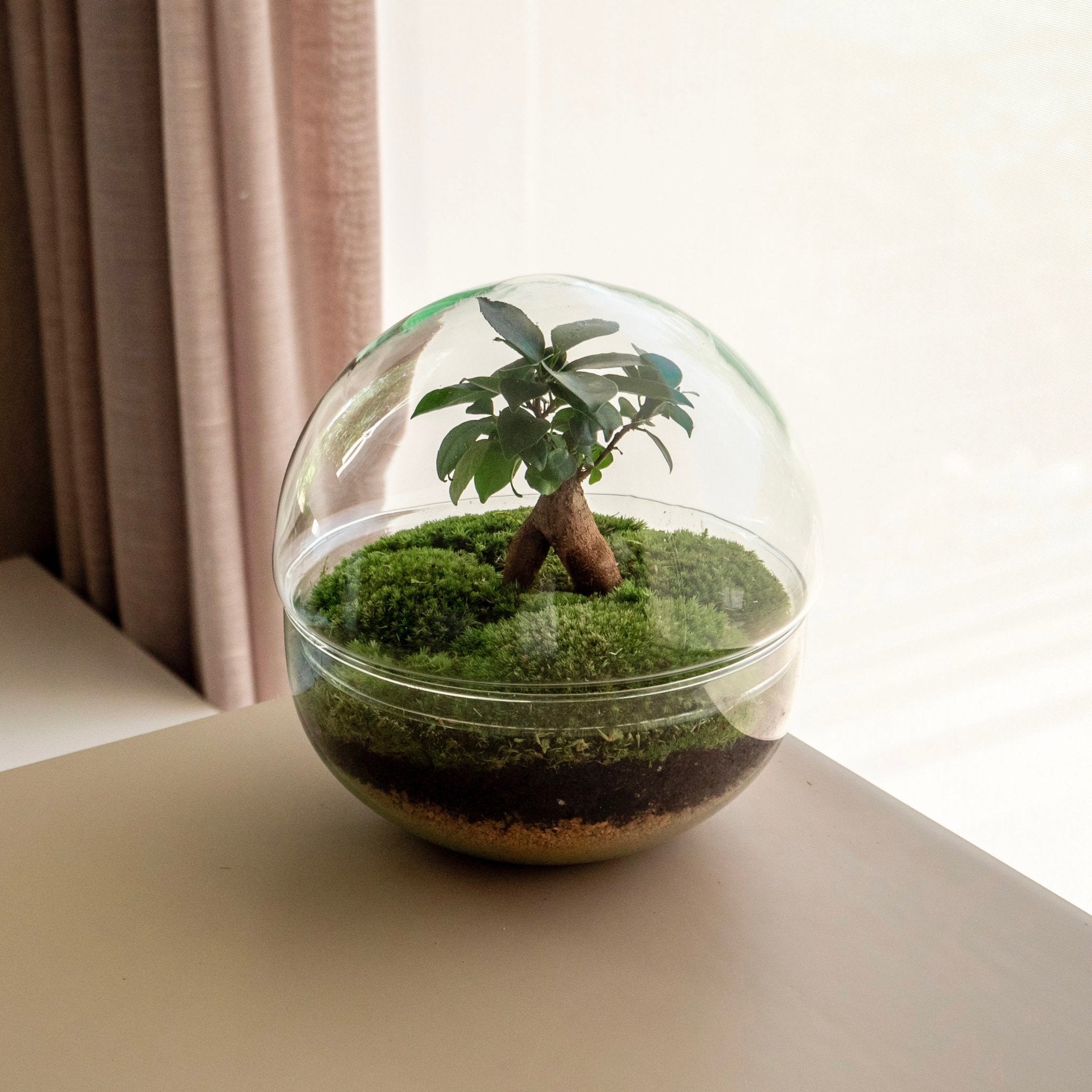 Oasis Mini - Jardin dans un bol  Omotesandō – Omotesandō Plants