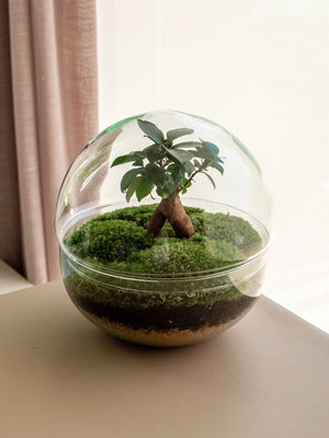 Oasis Mini - Omotesandō Plants