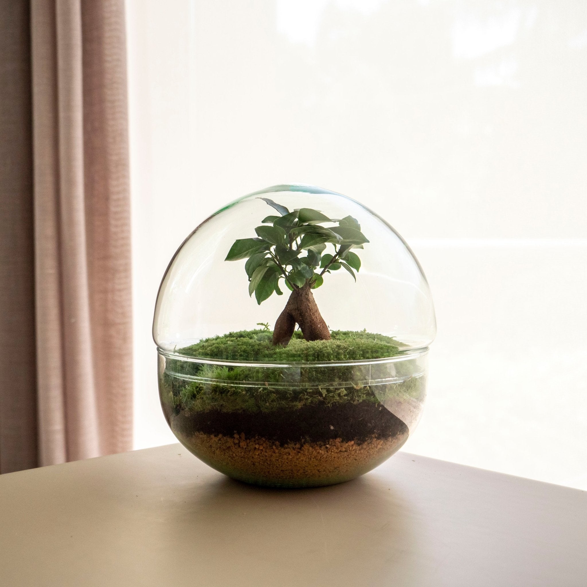 Oasis Mini - Jardin dans un bol  Omotesandō – Omotesandō Plants
