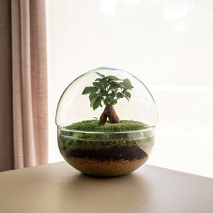 Oasis Mini - Omotesandō Plants