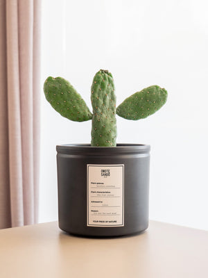 Opuntia - Omotesandō Plants