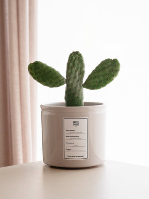 Opuntia - Omotesandō Plants