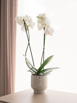 Orquídea blanca - Omotesandō Plants