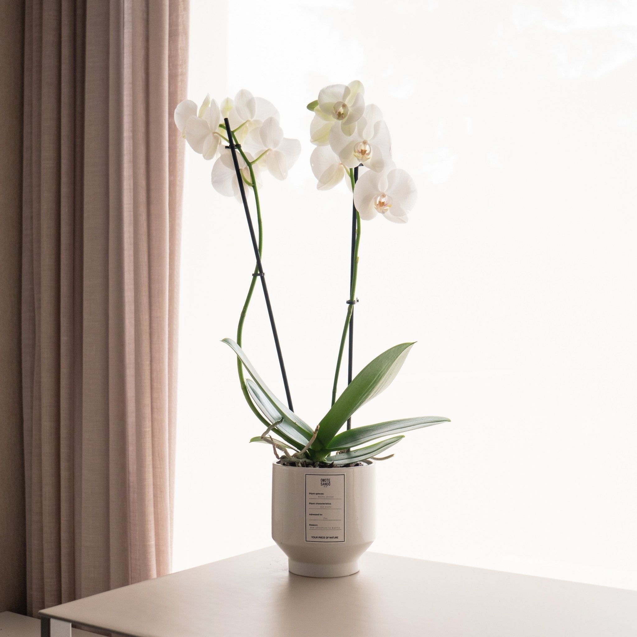 Orquídea blanca - Omotesandō Plants