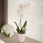 Orquídea blanca - Omotesando Plants