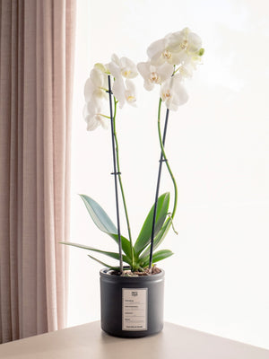 Orquídea blanca - Omotesandō Plants