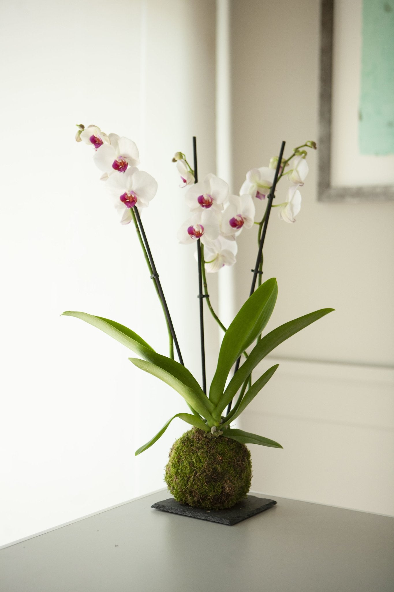 Orquídea Blanca Kokedama - Omotesando Plants