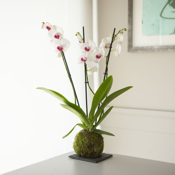 Orquídea Blanca Kokedama - Omotesando Plants