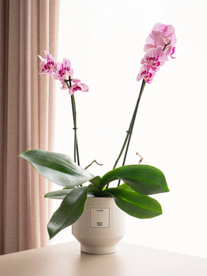 Orquídea rosa - Omotesandō Plants