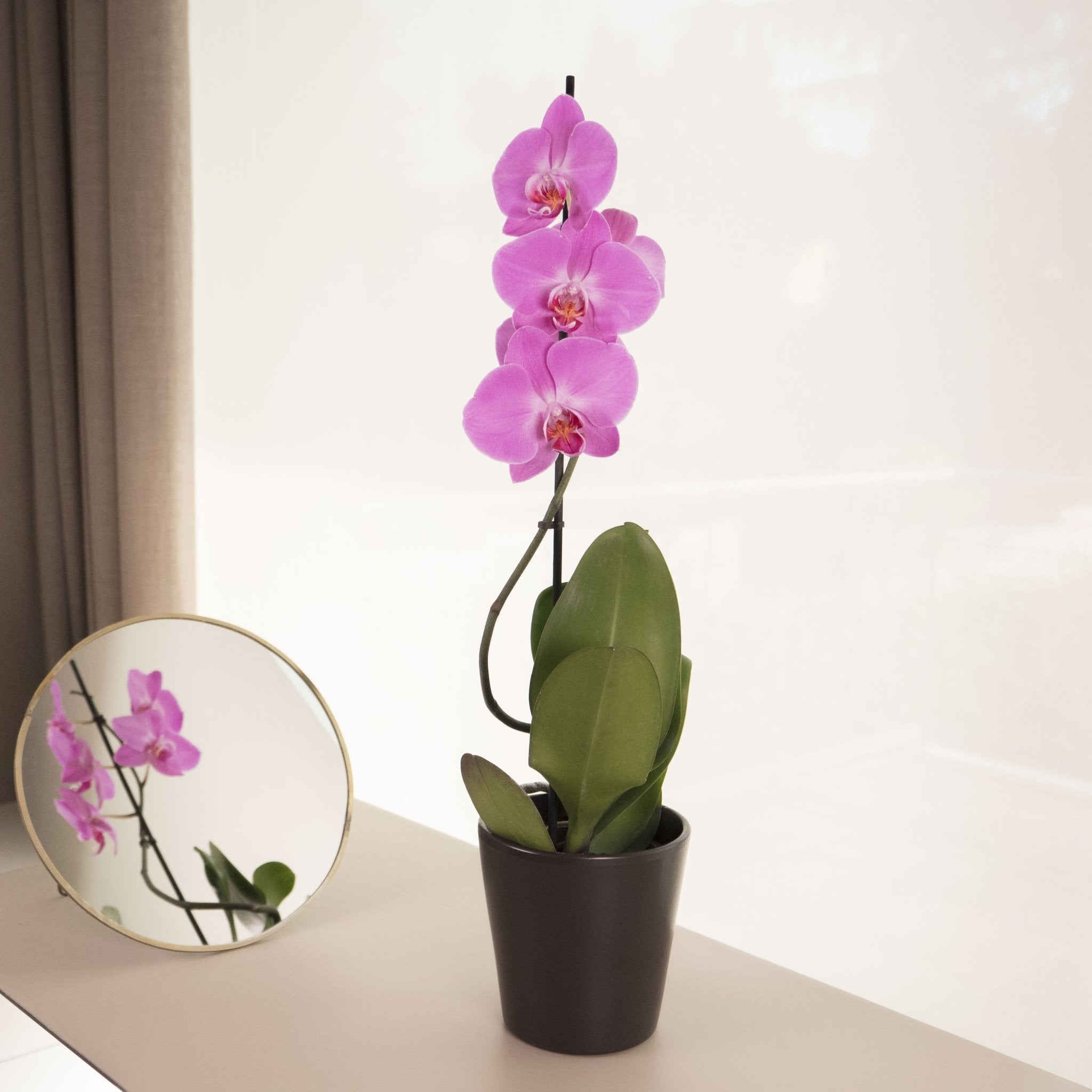 Orquídea rosa - Omotesando Plants