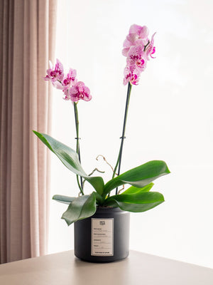 Orquídea rosa - Omotesandō Plants