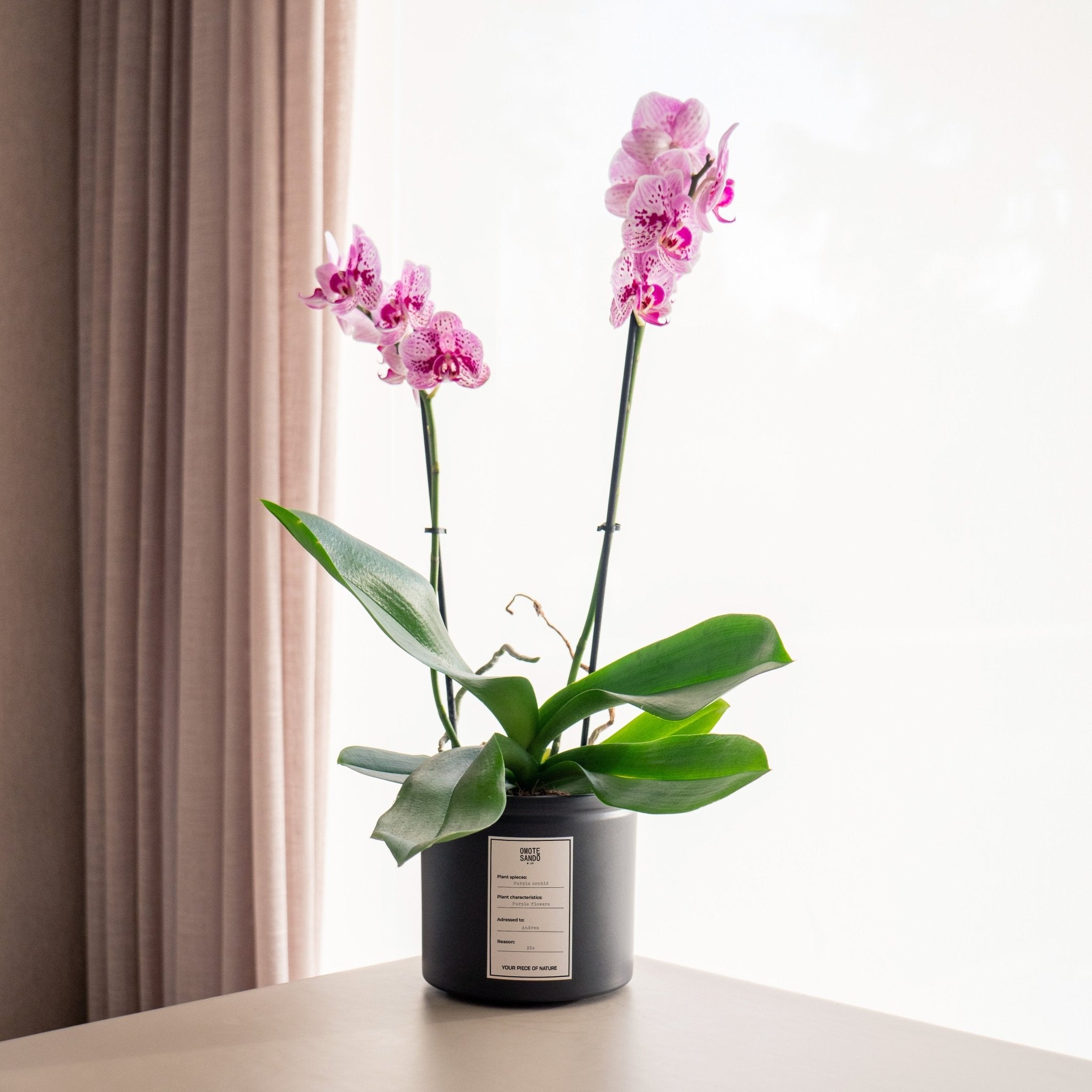 Orquídea rosa - Omotesandō Plants