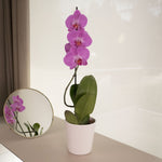 Orquídea rosa - Omotesando Plants