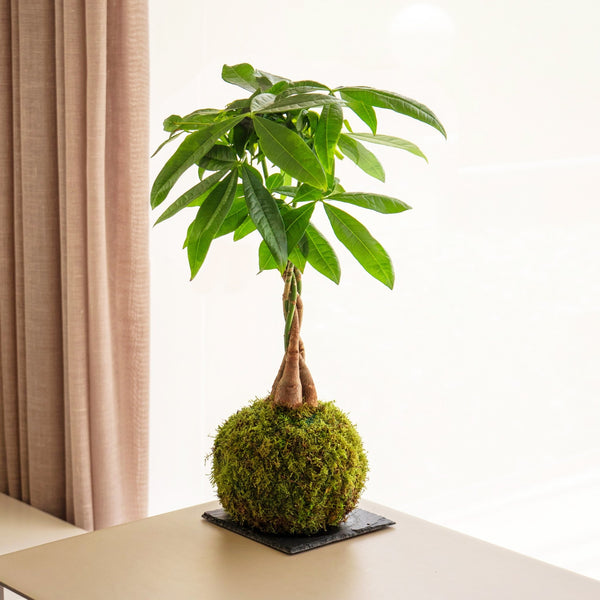 Pachira Kokedama - Omotesandō Plants