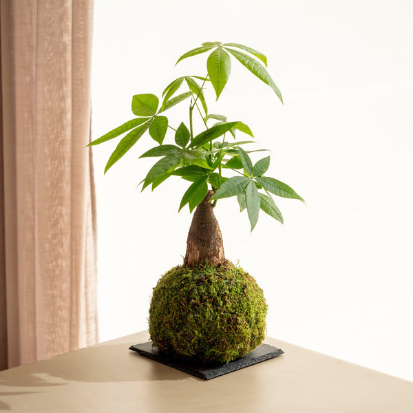 Pachira mini Kokedama - Omotesandō Plants