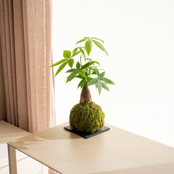 Pachira mini Kokedama - Omotesandō Plants