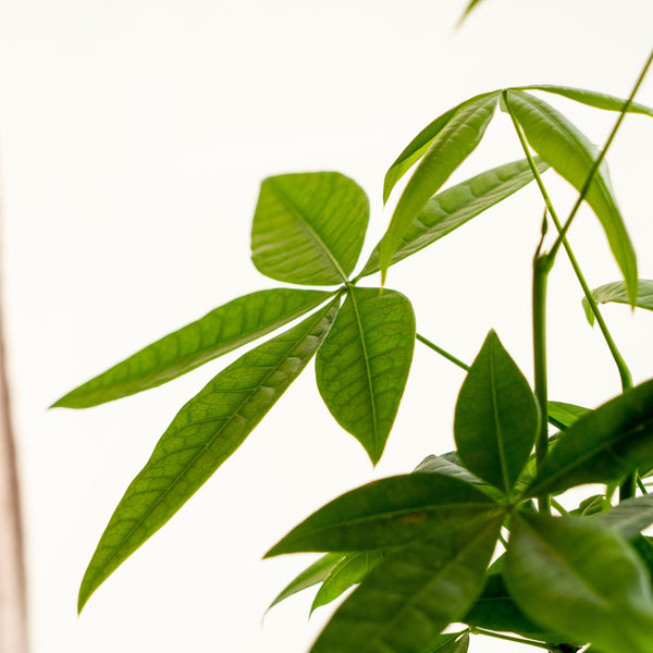 Pachira mini Kokedama - Omotesandō Plants