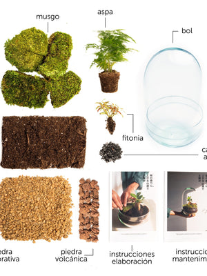 Pack DIY - Jardín en un bol "Aspa Natura" - Omotesandō Plants