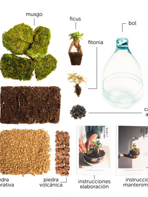 Pack DIY - Jardín en un bol "Aura" - Omotesandō Plants