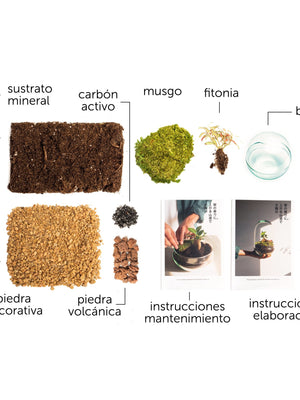 Pack DIY - Jardín en un bol "Bubble" - Omotesandō Plants