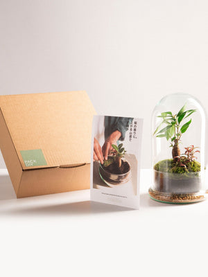 Pack DIY - Jardín en un bol "Cúpula Jungle" - Omotesandō Plants