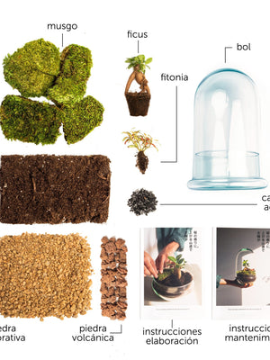 Pack DIY - Jardín en un bol "Cúpula Jungle" - Omotesandō Plants