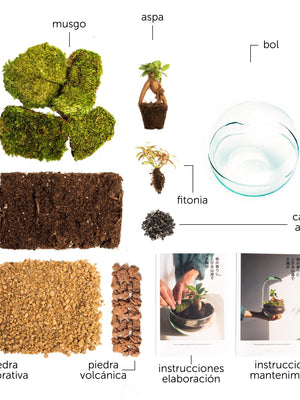 Pack DIY - Jardín en un bol "Oasis mini" - Omotesandō Plants