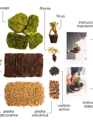 Pack DIY - Jardín en un bol sin bol - Omotesandō Plants