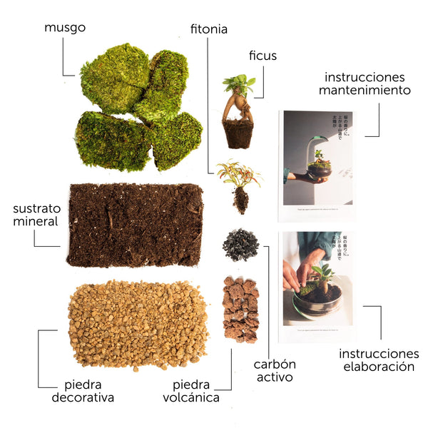 Pack DIY - Jardín en un bol sin bol - Omotesandō Plants