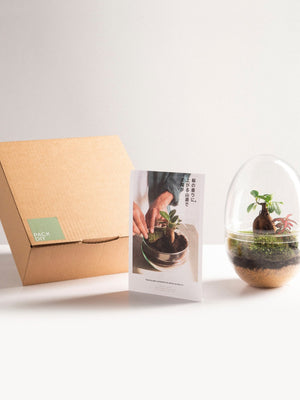 Pack DIY - Jardín en un bol "Terra Jungle" - Omotesandō Plants