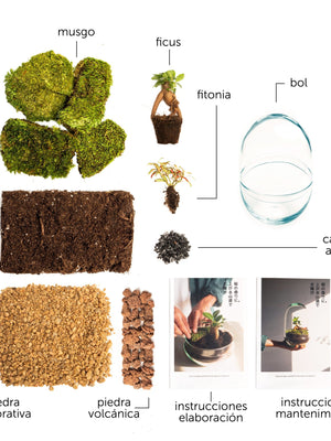 Pack DIY - Jardín en un bol "Terra Jungle" - Omotesandō Plants