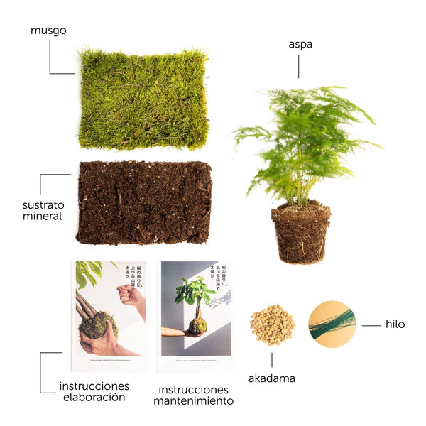 Pack DIY - Kokedama de Aspa - Omotesandō Plants