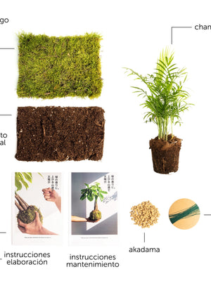 Pack DIY - Kokedama de Cham - Omotesandō Plants