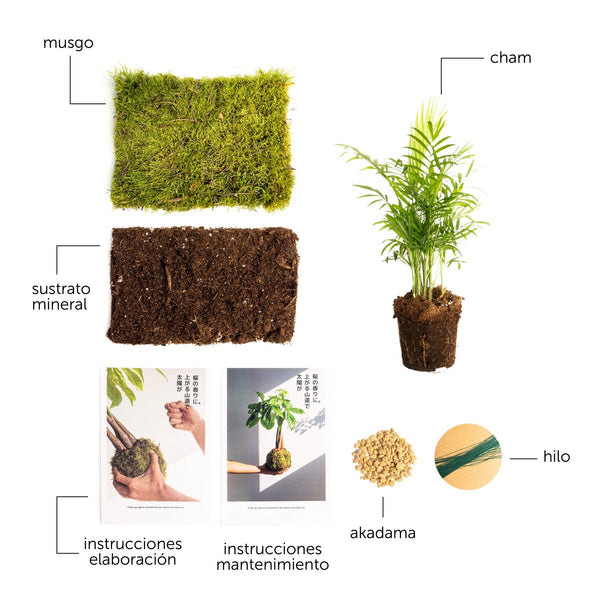 Pack DIY - Kokedama de Cham - Omotesandō Plants