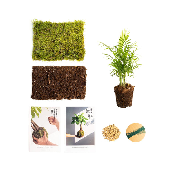 Pack DIY - Kokedama de Cham - Omotesandō Plants