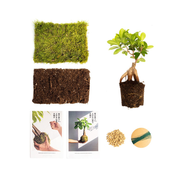 Pack DIY - Kokedama de Ficus Ginseng - Omotesandō Plants