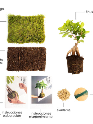 Pack DIY - Kokedama de Ficus Ginseng - Omotesandō Plants