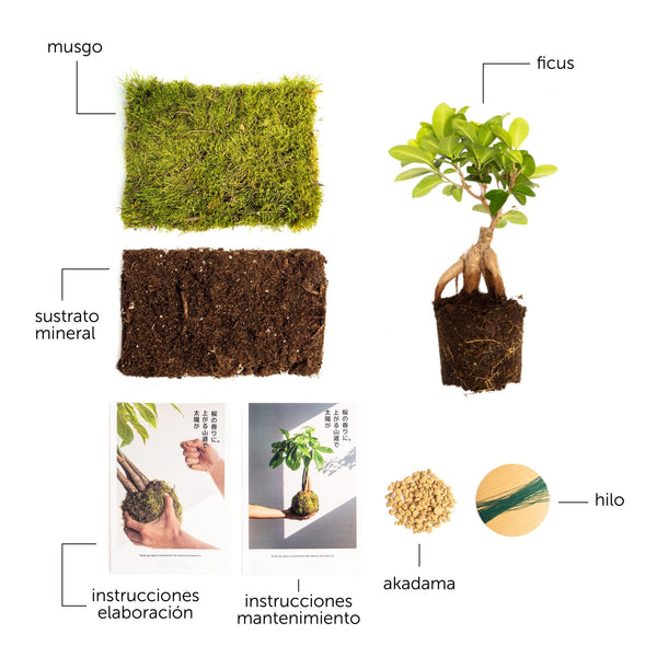 Pack DIY - Kokedama de Ficus Ginseng - Omotesandō Plants