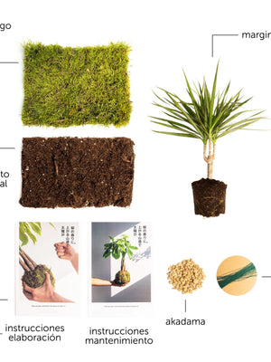 Pack DIY - Kokedama de Marginata - Omotesandō Plants