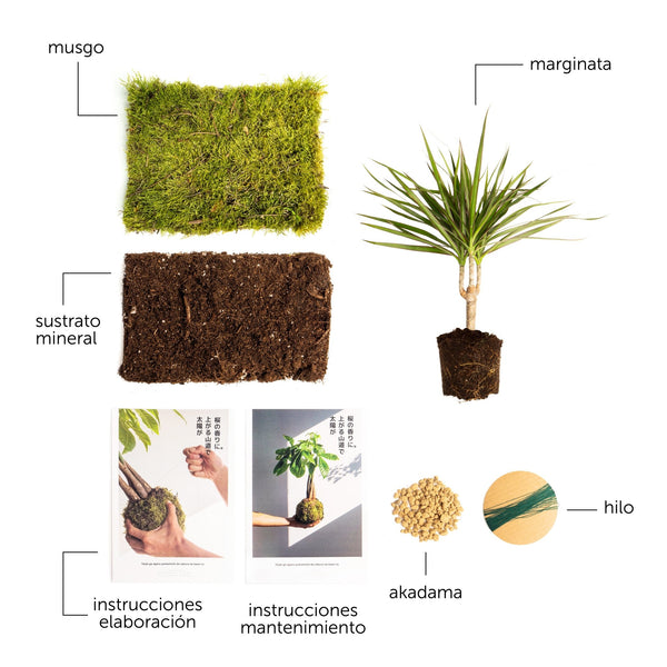 Pack DIY - Kokedama de Marginata - Omotesandō Plants