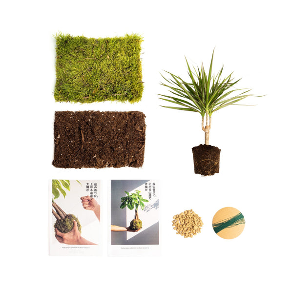 Pack DIY - Kokedama de Marginata - Omotesandō Plants